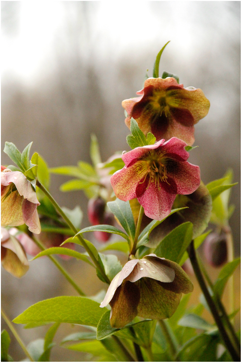 Mastandrea Angela PrettyAndMoody Nature   Botanical   Class B 20251022